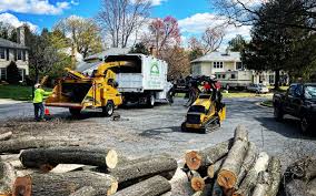 Why Choose Our Tree Removal Services in Mountain Lakes, NJ?